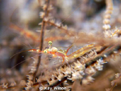 Black coral shrimp. (If you look carefully it's actually ... by Kay Wilson 
